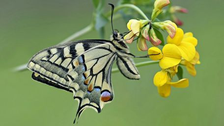 Butterfly - Macro photography wallpaper