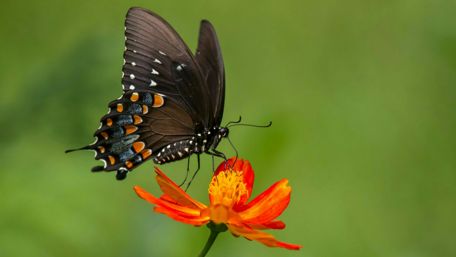 Black butterfly wallpaper