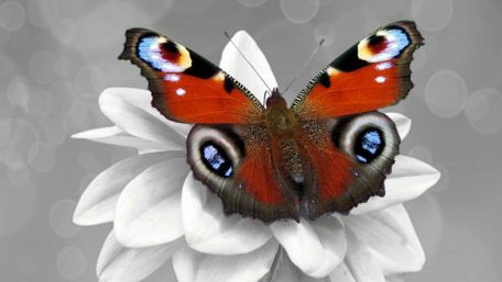 Vibrant Beauty on Monochrome Petals wallpaper