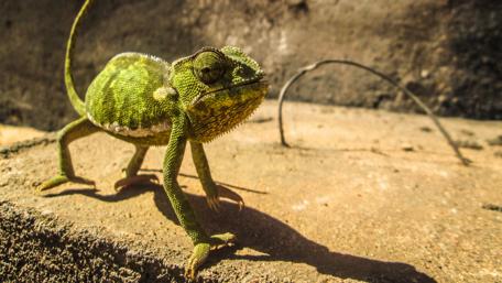 Chameleon wallpaper