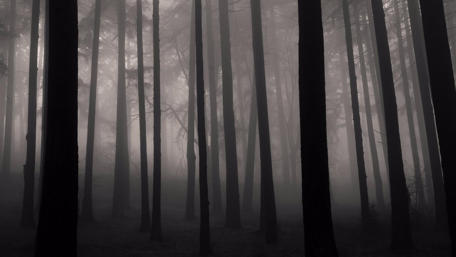 Foggy mystic forest wallpaper