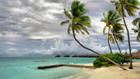 Palms on the beach wallpaper