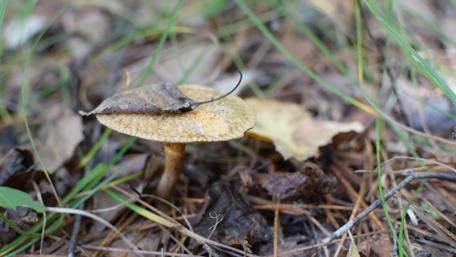 Mushroom Beauty in Nature's Embrace wallpaper