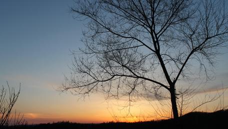 Lone tree at dawn wallpaper