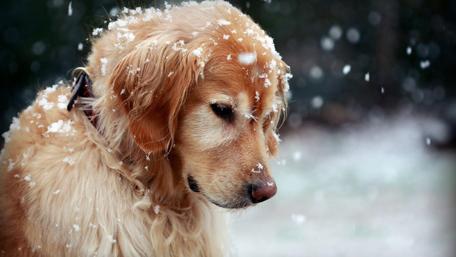 Snowflakes on a Golden Retriever wallpaper