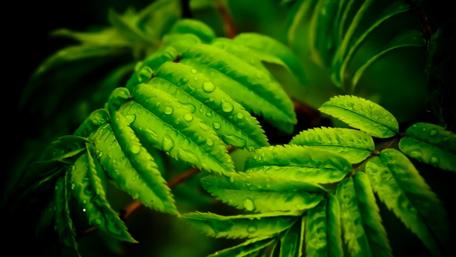 Fern leaf wallpaper