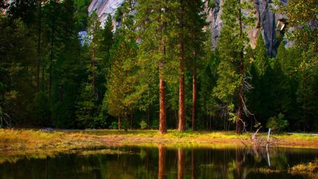 Tranquil Forest Reflection in Waterway wallpaper