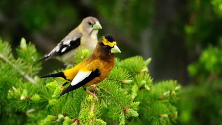 Birds on the fir branch wallpaper