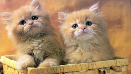 Small kittens wallpaper