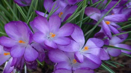 Charming Purple Crocus Flowers wallpaper