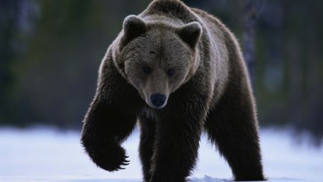 Grizzly bear wallpaper