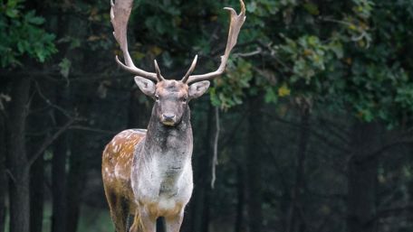 Deer in the forest wallpaper