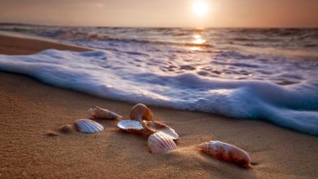Seashells on the beach wallpaper