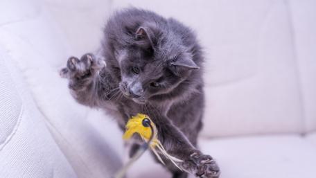 Playing kitten wallpaper