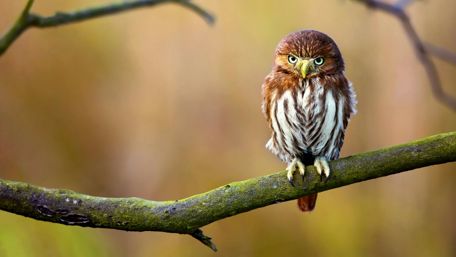 Small owl on the branch wallpaper