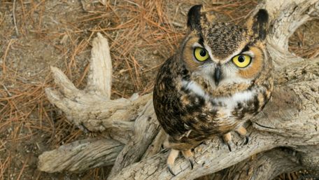 Great horned owl wallpaper