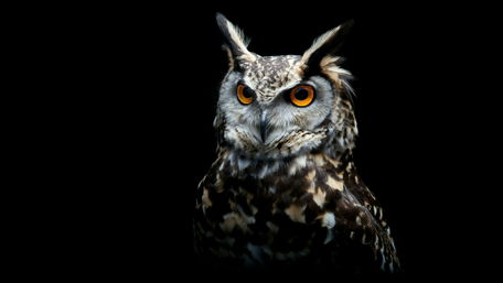 Owl on black background wallpaper