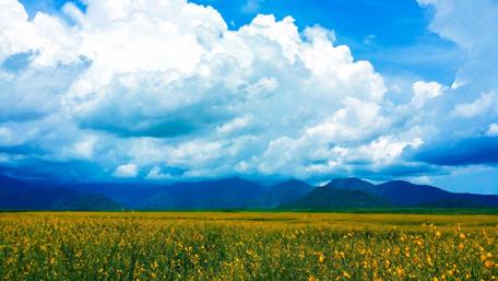 Yellow flower field wallpaper