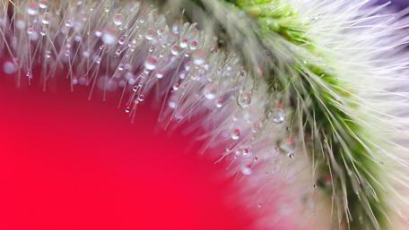 Mooisture - Macro photography wallpaper