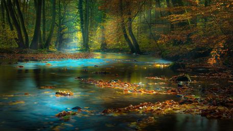 Forest lights wallpaper