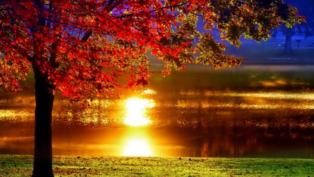 Autumn tree wallpaper