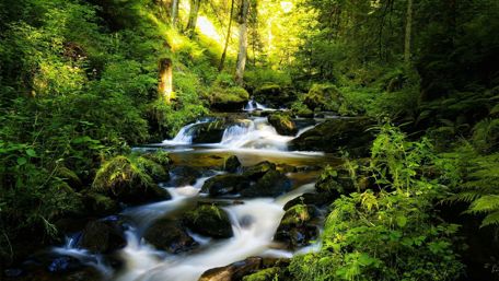 Black Forest - Germany wallpaper