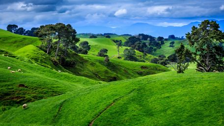 Hill slopes with lambs in New Zealand wallpaper