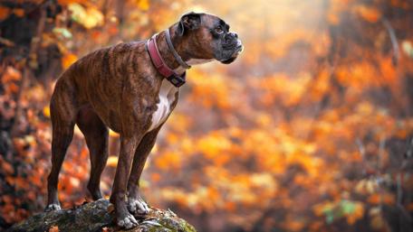 Boxer in autumn forest wallpaper