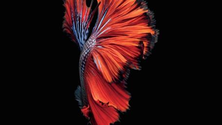 Vibrant Betta Fish in Motion wallpaper