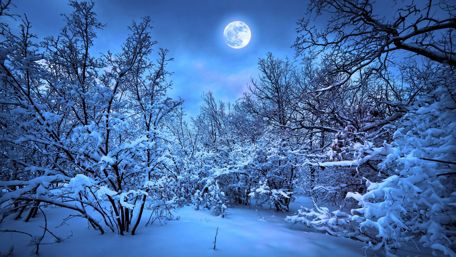 Snowy winter forest in the moonlight wallpaper