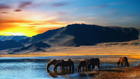 Wild horses in Mongolia wallpaper