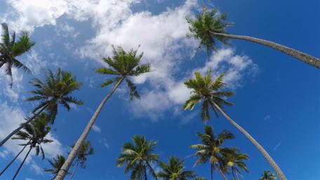 Under Beverly Hills palm trees wallpaper