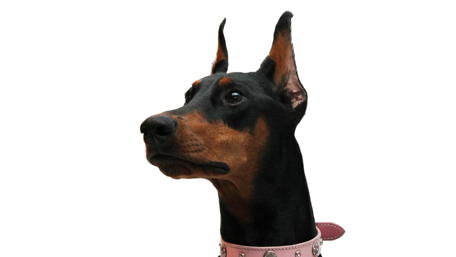 Doberman Pinscher wallpaper