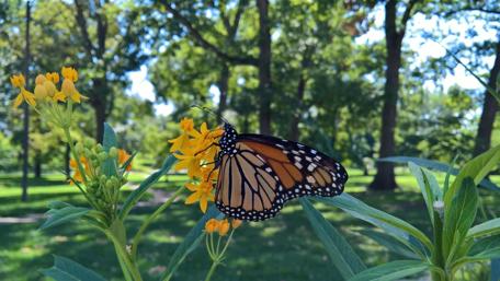 Monarch Butterfly wallpaper