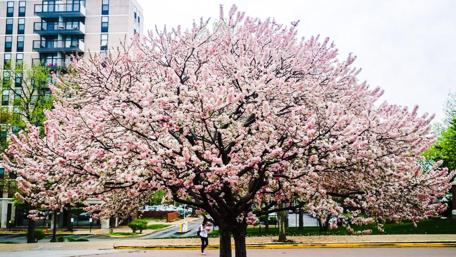 Cherry Blossom wallpaper
