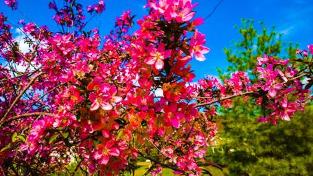 Cherry blossom wallpaper