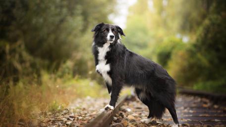 Border collie in the forest wallpaper