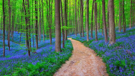 "The blue forest" - Hallerbos, Belgium wallpaper