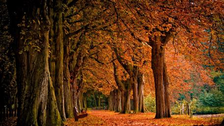 Autumn park wallpaper