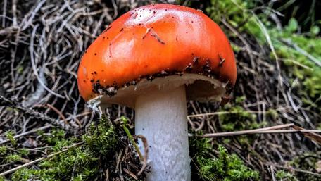 Vibrant Mushroom in a Forest Setting wallpaper