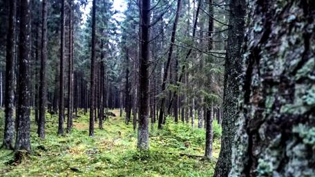 Planted forest wallpaper