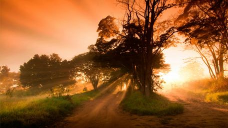 Sunbeams among the trees wallpaper