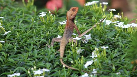 Vibrant Lizard Amidst Blooming Flower Bed wallpaper