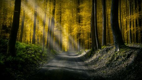 Yellow fall foliage wallpaper