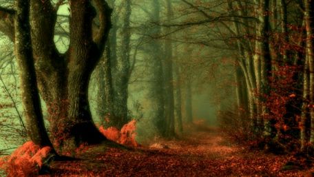 Autumn forest path wallpaper