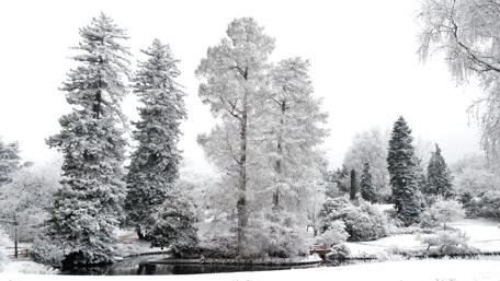 Evergreens in winter - Monochrome photography wallpaper