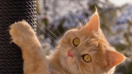Scratching cat wallpaper