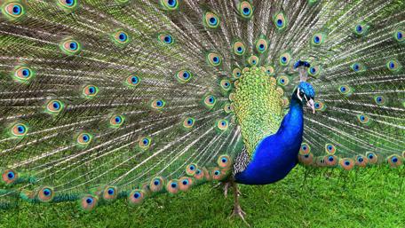 Indian peafowl wallpaper