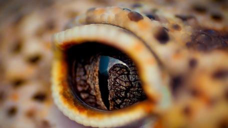 Intriguing Close-Up of a Gecko's Eye wallpaper
