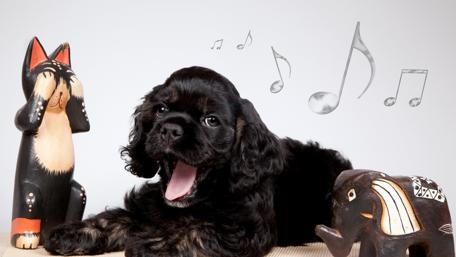 Funny Cocker Spaniel wallpaper